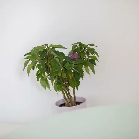 Marija Jakir * Brela